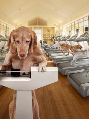 The Canine Gold Standard for Weight Management